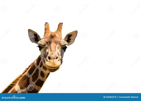 Giraffe Isolated On White Background Stock Photography | CartoonDealer ...