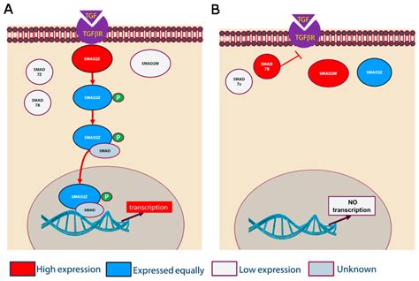 Cells Free Full Text The Transcriptome Of Chicken Migratory