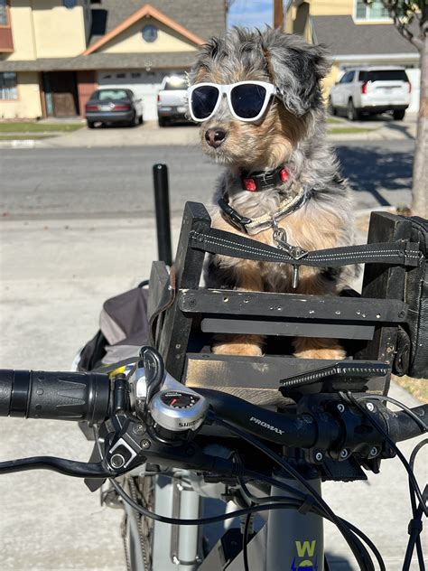 Ray Comfort on Twitter: "My new dog, Lucy, loves the bike and doesn’t ...