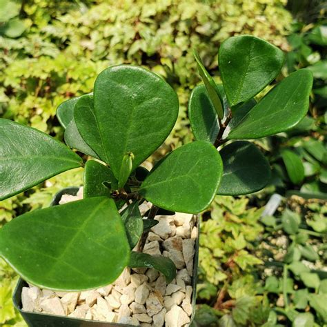 Shop ‘Ficus triangularis – Triangle Ficus’ Care and Growing Guide