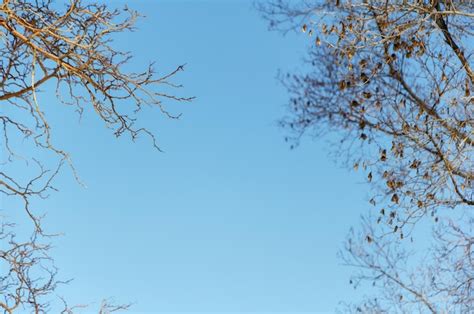 Premium Photo Branches Of Naked Trees Create Frame Against The Blue Sky