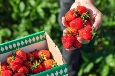 Premium Photo Hands Of Woman Holding Strawberries