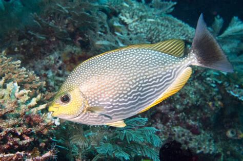 siganus javus