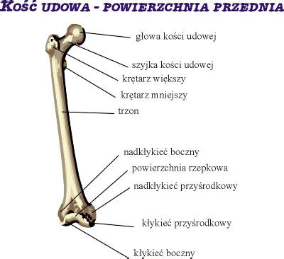 Wykres Kość Udowa Quizlet