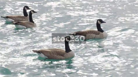 Geese Swimming On Lake Michigan Usa Youtube