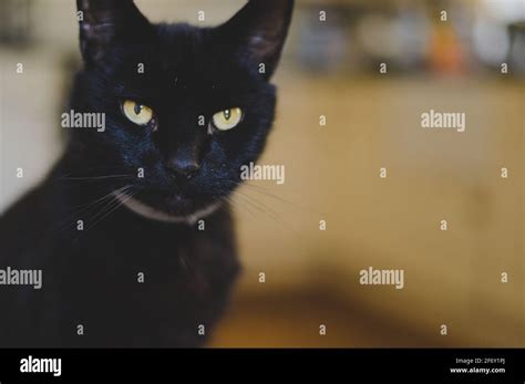 domestic short haired cat  res stock photography  images alamy
