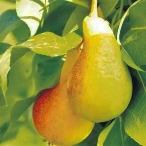 Груша Июньская ранняя: описание сорта, фото, отзывы садоводов