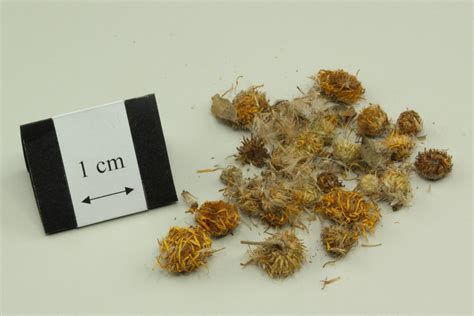 Inula Flower