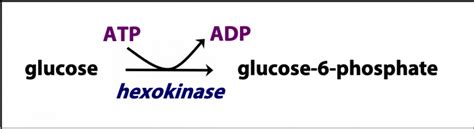 Adenosine Containing Cofactors Bioc Introduction To Biochemistry