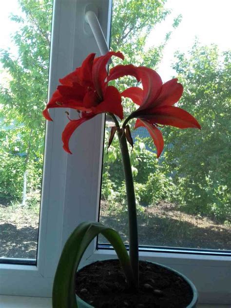 Красный цветок в горшке у окна