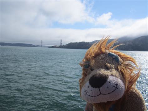 Lewis The Lion Admires The Golden Gate Bridge That He Has Just Cycled