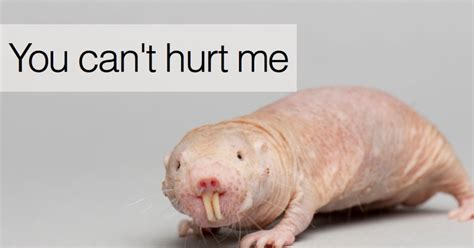 Pre Caffeine Tech Google Street Snaps Naked Mole Rats