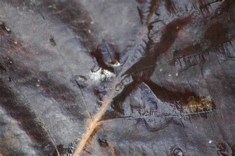 Free » DSC_7234 Textures from TextureKing