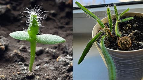 Мімоза сором’язлива, різдвяник і фіалочка — які кімнатні рослиники у ...