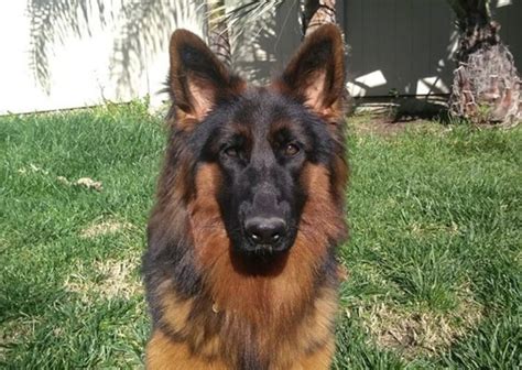11 German Shepherd Colors All Coats And Markings