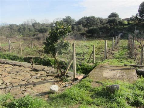 Terreno Venda Em Pedr G O De S O Pedro E Bemposta Penamacor Re Max