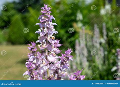 Salvia Cyanescens Flowers Stock Image Image Of Plant 299309587