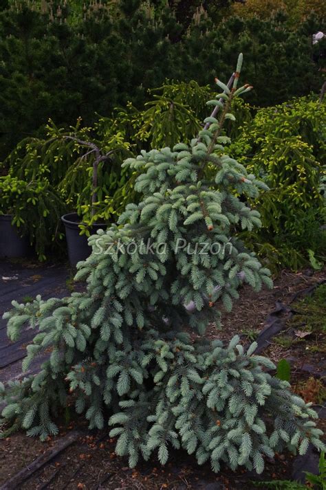 Ель энгельмана пендула - фото и картинки: 61 штук