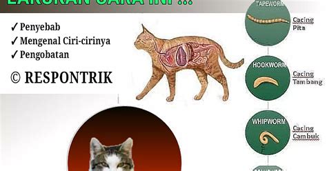 ciri ciri kucing cacingan  mengobati  penyebab