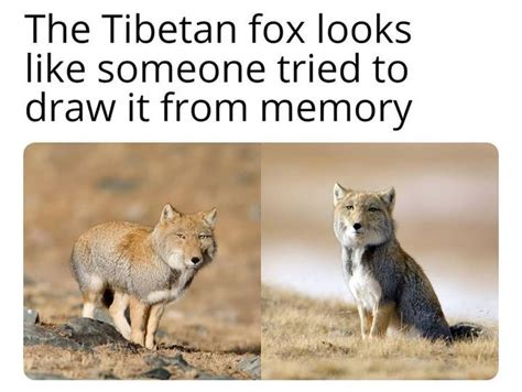 Tibetan Fox Meme