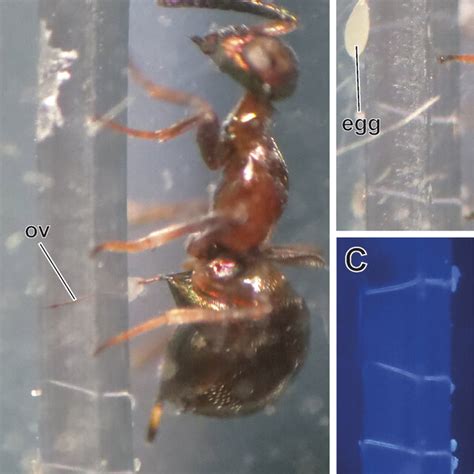 Ovipositor Structure Of The Eupelmus Messene And Perforation Drilled In