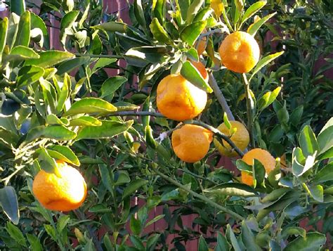 Best Variety Of Tangerine Types For Container Growing General Fruit