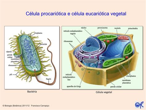 Célula procariótica e célula eucariótica vegetal