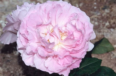 Rosa Mary Rose Ausmary S Rose Mary Rose Rhs Gardening