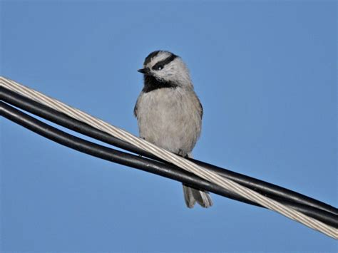 The Online Zoo - Mountain Chickadee