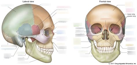 Skull Lateral And Anterior View Diagram Quizlet