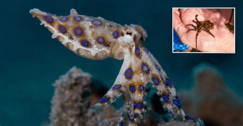 Why? The World’s Most Venomous Octopus Bites Woman Multiple Times, But ...