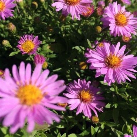 Aster Lila Rosa Aster Dumosus Anneke Kaufen Grünes Paradies