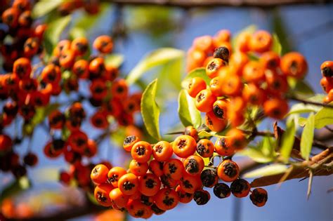 Rowanberry Rowanberries Rowan Free Photo On Pixabay Pixabay