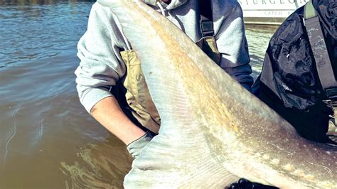 Massive 10 Foot Sturgeon Caught In Canada Is A Living Dinosaur