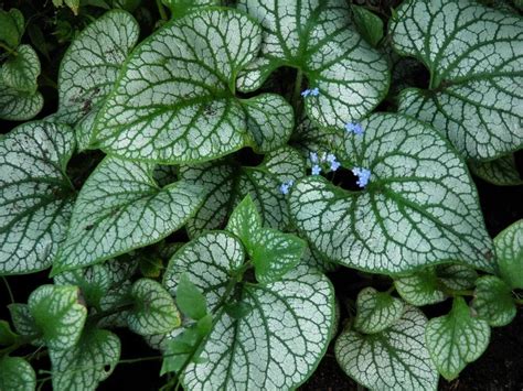 Бруннера крупнолистная "Jack Frost" (Джек Фрост): купить саженцы в ...