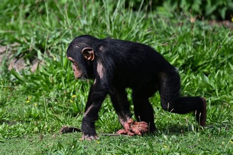 Chimpanzee Monkey Primate - Free photo on Pixabay - Pixabay