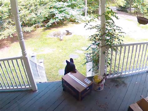 Bear Caught On Video Stealing Chewy Box Right Off The Porch Animalpages