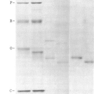 Tubocurarine I Labeled A Btx Competition Identical Protein