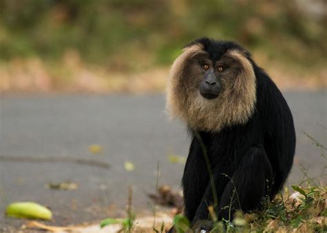 Endangered Lion Tailed Macaque Macaca Silenus Anamalai Tiger Reserve By Sajeesh