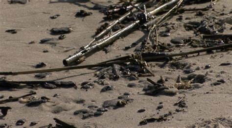 Broadkill Beach Oil Spill Spreads Farther South Delaware News