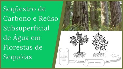 Quais Os Organismos E Processo Relacionados Ao Seqüestro De Carbono