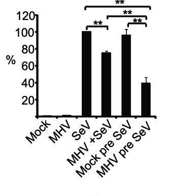 MHV Rescues SeV From The Antiviral Effects Of IFN When MHV Infection Is