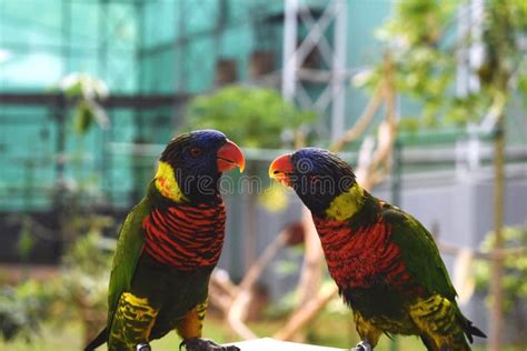 Two Red Naked Parrots Stock Photo Image Of Bird Parakeet