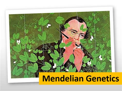 Mendelian Genetics An Introduction To Gregor Mendel And His