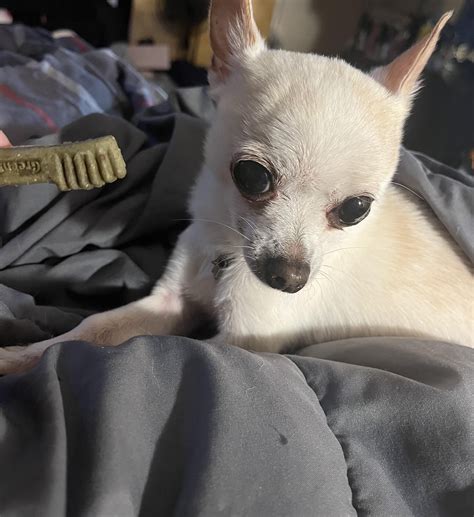 Chihuahuas try to be normal challenge *IMPOSSIBLE* : r/Chihuahua