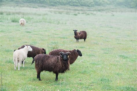 brown sheep  field  wales  stocksy contributor lea jones