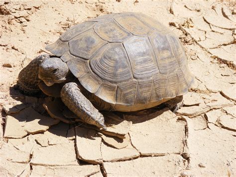 Desert Tortoise Care Sheet | Reptiles' Cove