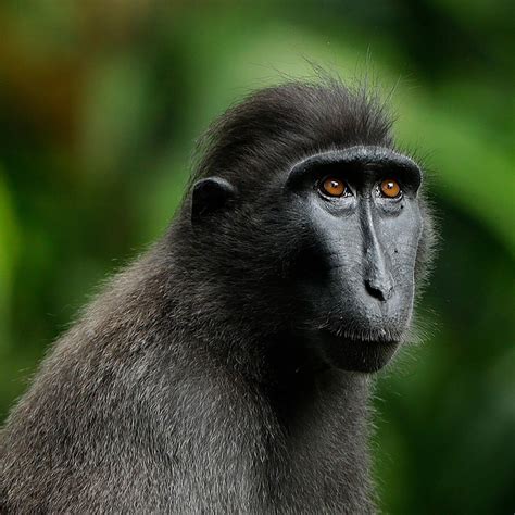 primate kingdom singapore zoo