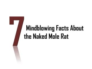 Longevity Secrets Of The Naked Mole Rat Ppt