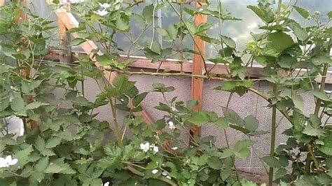 Ежевика Прайм Арк Тревелер, ожидание урожая. 11.06.17 г. - YouTube